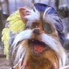 Sir Didymus's Avatar